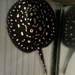 純血ダイヤモンドポルカメス自家産