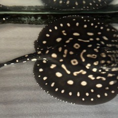 純血サンフェリックス産ダイヤモンドポルカ