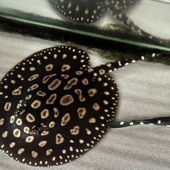 サンフェリックス産純血ダイヤモンドポルカ - ポーチ 