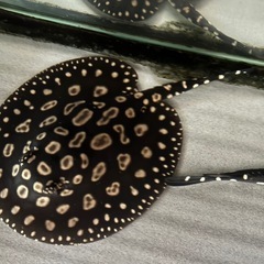 純血サンフェリックス産ダイヤモンドポルカ