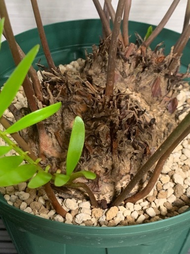 ザミア フロリダーナ 稀少な4頭極上株 ザミア・フロリダーナ 販売