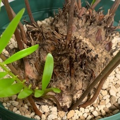 ザミア フロリダーナ　稀少な4頭極上株