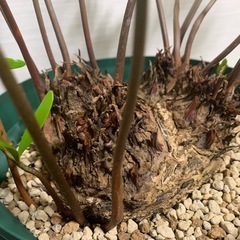 ザミア フロリダーナ　稀少な4頭極上株