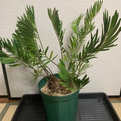 ザミア フロリダーナ　稀少な4頭極上株