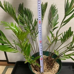 ザミア フロリダーナ　稀少な4頭極上株