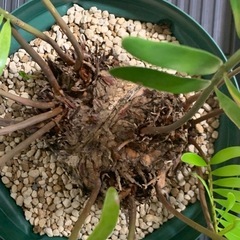 ザミア フロリダーナ　稀少な4頭極上株