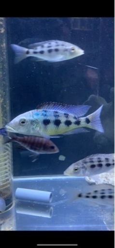熱帯魚　アフリカンシクリッド  フッソクロミス　ロストラータス　WILD 約15センチ　写真個体販売