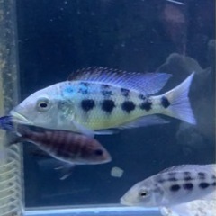 熱帯魚　アフリカンシクリッド  フッソクロミス　ロストラータス　WILD 約15センチ　写真個体販売 熱帯魚 アフリカンシクリッド フッソクロミス ロストラータス WILD 約