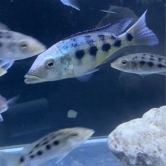 熱帯魚 アフリカンシクリッド フッソクロミス ロストラータス WILD 約
