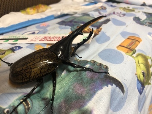 ヘラクレスオオカブトペア\n