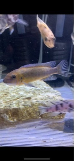 熱帯魚　アフリカンシクリッド  Labeotropheus trewavasae chilumba orange  8㎝　ドイツ産　写真個体販売