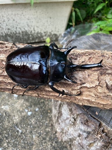 新成虫マルスゾウカブト