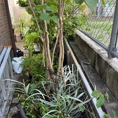 マルバの木　
植木　庭木 