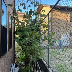 マルバの木　
植木　庭木 