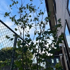 マルバの木　
植木　庭木 