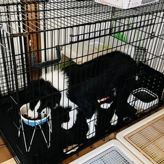 美品　トムキャット6000 犬用ケージ　中型犬&大型犬 