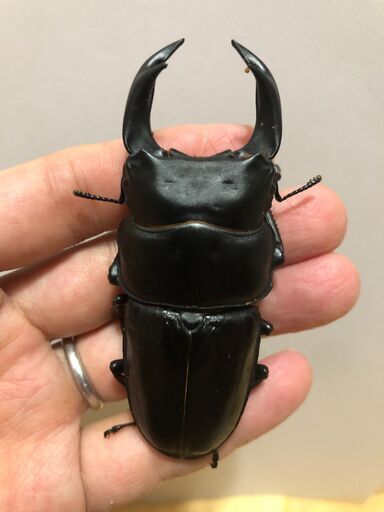 最終値下げ！有名川西産血統オオクワガタ大型新成虫\u0026即ブリ個体♂２♀７セット