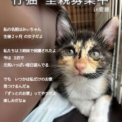 可愛い和柄の三毛猫ちゃん　生後２ヶ月女子