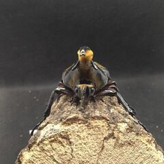 ヘラクレスオオカブトムシ♂♀ペア　7-10