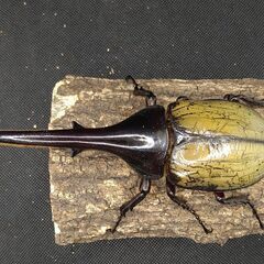 ヘラクレスオオカブトムシ♂♀ペア　7-10