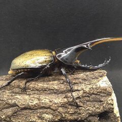 ヘラクレスオオカブトムシ♂♀ペア　7-10