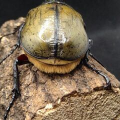 ヘラクレスオオカブトムシ♂♀ペア　7-10