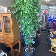 リサイクルショップどりーむ荒田店 No12822 観葉植物　高さ約２２０ｃｍ　特大♪　レア　インテリア リサイクルショップどりーむ荒田店 No12822 観葉植物 高さ約220cm