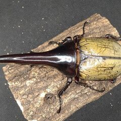 ヘラクレスオオカブトムシ　♂♀ペア　7-11