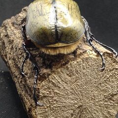 ヘラクレスオオカブトムシ　♂♀ペア　7-11