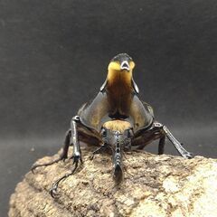 ヘラクレスオオカブトムシ　♂♀ペア　7-11