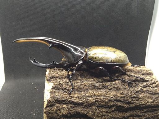 ヘラクレスオオカブトムシ　♂♀ペア　7-11