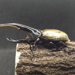 ヘラクレスオオカブトムシ　♂♀ペア　7-11