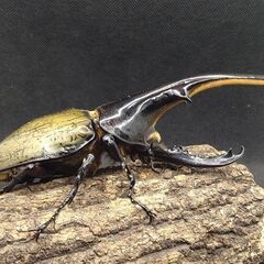 ヘラクレスオオカブトムシ　♂♀ペア　7-11