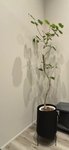 ウンベラータ