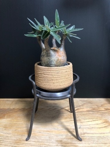 発根済グラキリス 現地球チビグラ 鉢 パキポディウム グラキリス