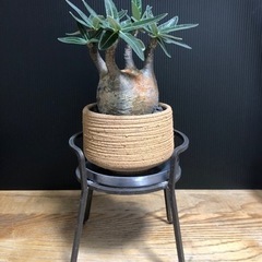 グラキリス　チビグラ　現地球　最良株