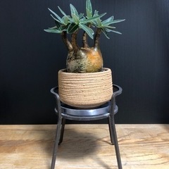 グラキリス　チビグラ　現地球　最良株