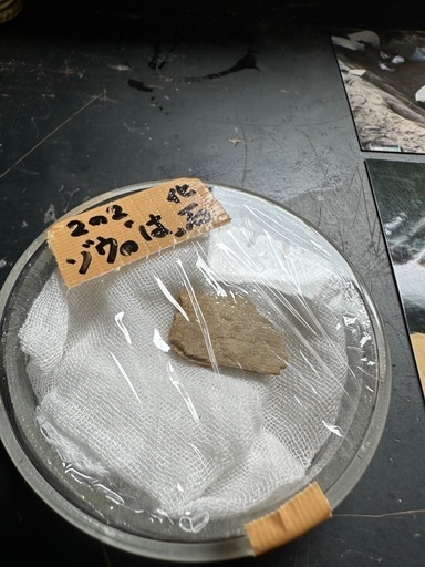 230万年前の化石\n