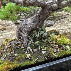 大幅値下げ年代物五葉松！