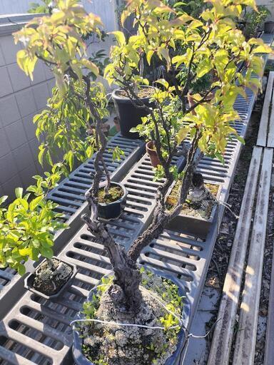 紅白の梅の盆栽2点セット(本日中に横浜の自宅にて引き取り希望）