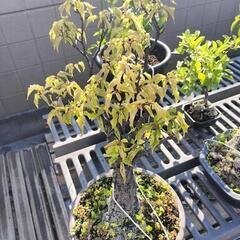 紅白の梅の盆栽2点セット(本日中に横浜の自宅にて引き取り希望）