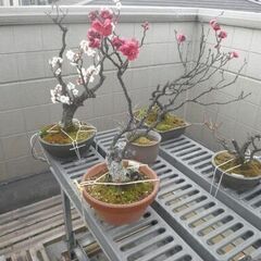 紅白の梅の盆栽2点セット(本日中に横浜の自宅にて引き取り希望）