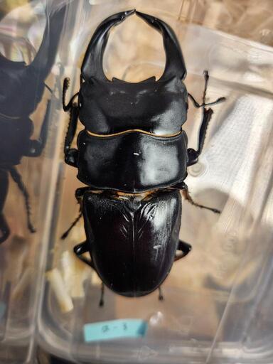 国産オオクワガタ♂1♀2セット　♂能勢産83.4mm♀1能勢産53.1mm♀2能勢産51.0mm