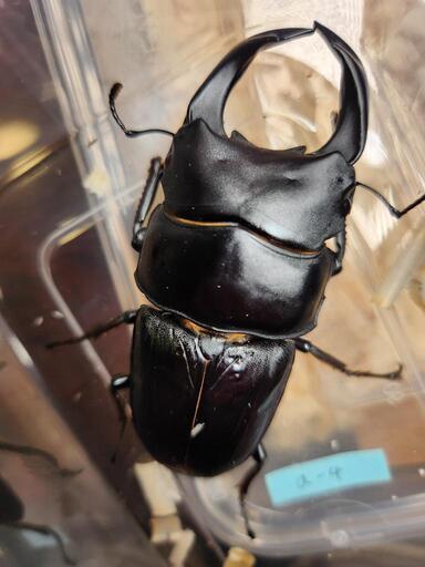 国産オオクワガタ♂1♀2セット　♂能勢産82.4mm♀1能勢産52.1mm♀2能勢産53.1mm