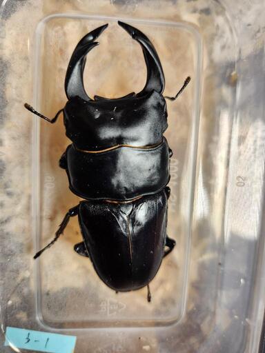 国産オオクワガタ♂1♀2セット　♂国産83.4mm♀1国産52.2mm♀2能勢YG52.1mm\n