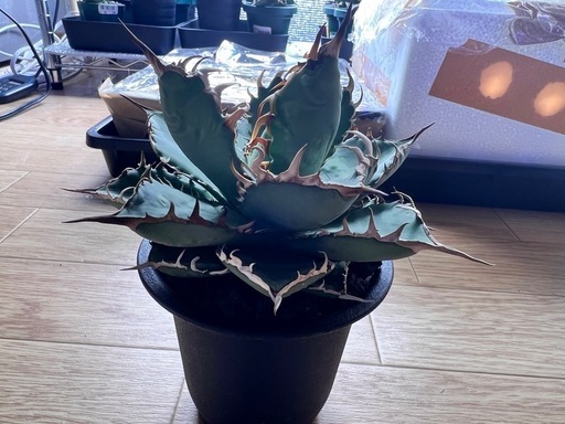 アガベ　オテロイ　観葉植物　　　多肉植物