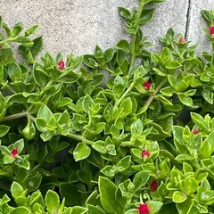 多肉植物☆ベビーサンローズ☆カット苗