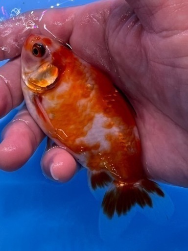 可愛い　金魚　桜ロクリン　地金　　キンギョ