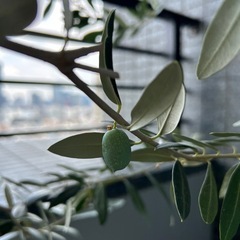 オリーブの木　植栽　シンボルツリー　植木