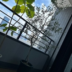 オリーブの木　植栽　シンボルツリー　植木